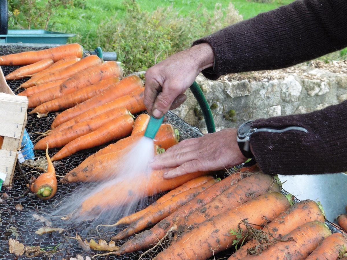 Nos légumes sont lavés soigneusement